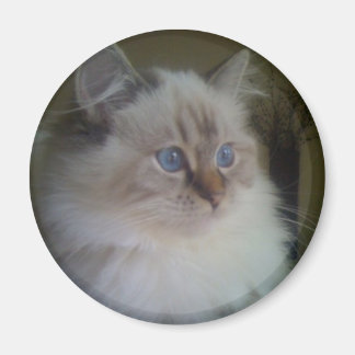 Íman Linda Ragdoll Hymalayan Cat a olhar para o inverno