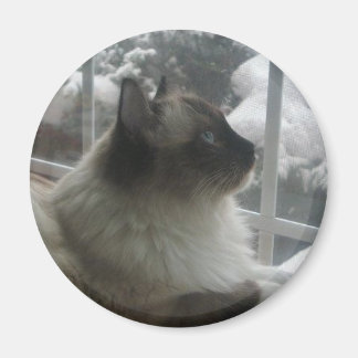 Íman Linda Ragdoll Hymalayan Cat a olhar para o inverno