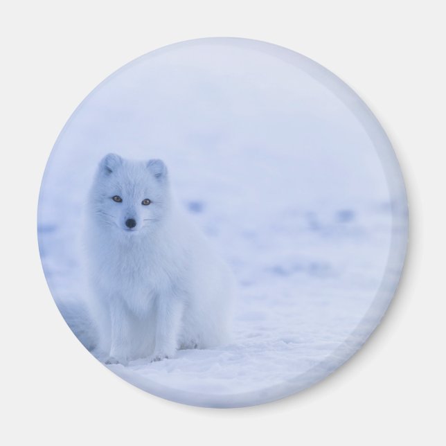 Íman Linda Raposa Ártica (Frente)