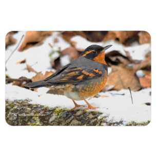 Íman Linda variedade de sabiá-lo na neve