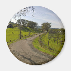Íman Linda Vineyard em Napa Valley California