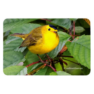 Íman Linda Warbler de Wilson na árvore cerejeira