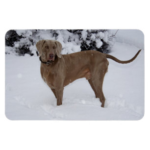 Íman Linda Weimaraner na neve