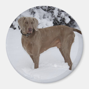Íman Linda Weimaraner na neve