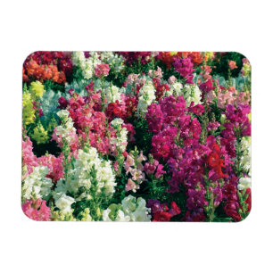 Íman lindas flores coloridas de jardim