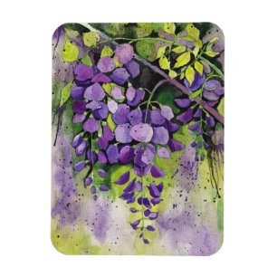Íman Lindas Flores De Wisteria Em Aquarela