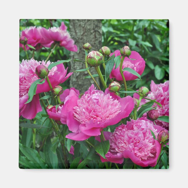 Íman Lindas flores rosa de peônia (Frente)