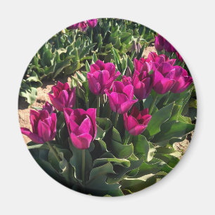 Íman Lindas Tulipas