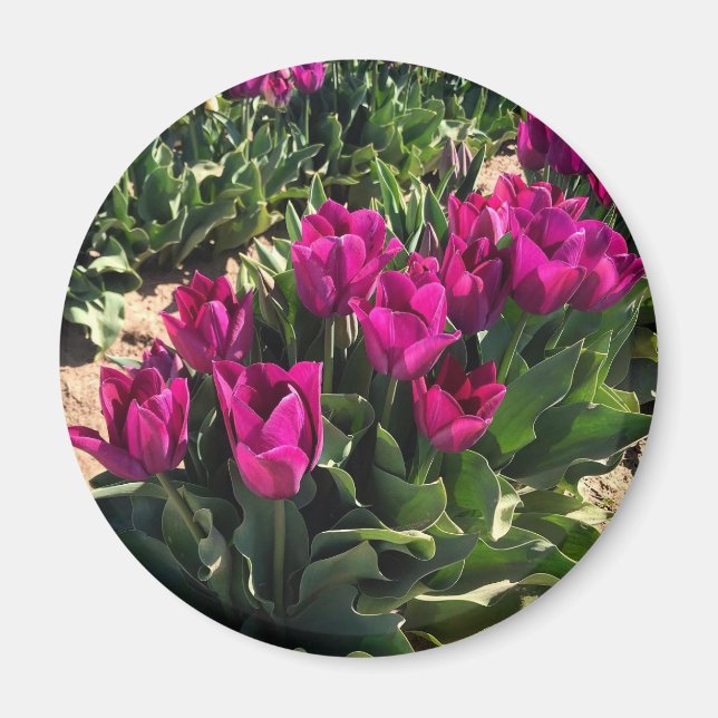 Íman Lindas Tulipas (Frente)