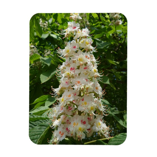 Íman Lindo Flor 3"x4" (Vertical)