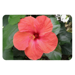 Íman Lindo Laranja Hibiscus Flor Premium Magnet