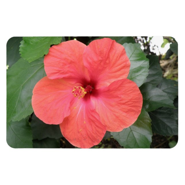Íman Lindo Laranja Hibiscus Flor Premium Magnet (Horizontal)