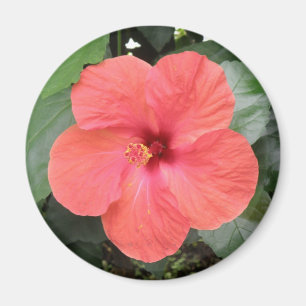 Íman Lindo Laranja Hibiscus Flower Magnet