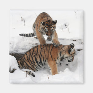 Íman Lindos Cubos de Tigre tocando na neve