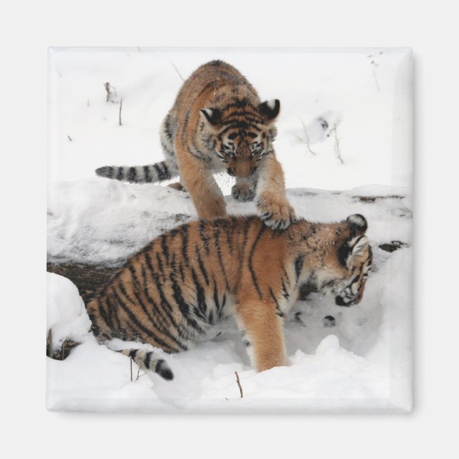 Íman Lindos Cubos de Tigre tocando na neve (Frente)