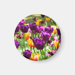 Íman Lindos tulipas roxos e amarelos 