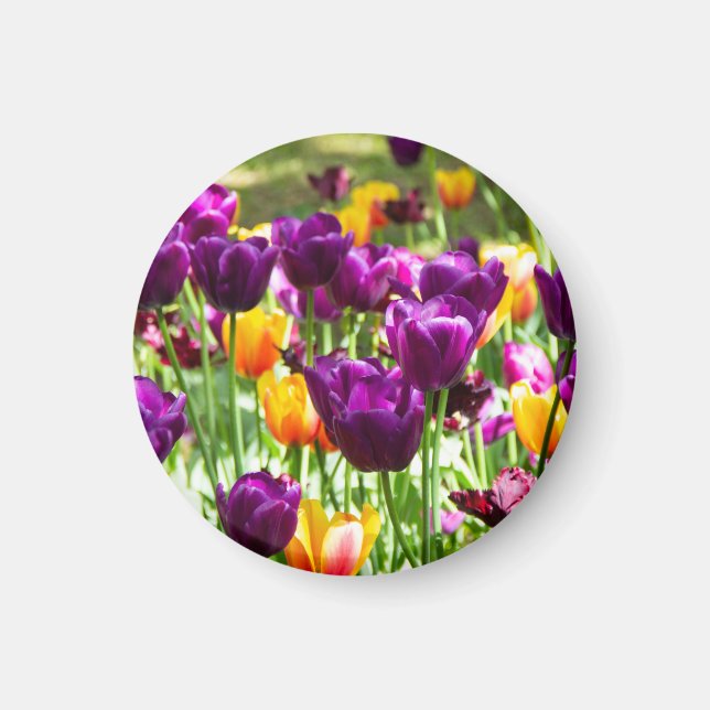 Íman Lindos tulipas roxos e amarelos  (Frente)