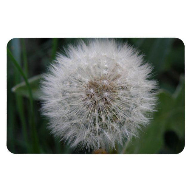 Íman Lingando Dandelion Flor Magnet Premium (Horizontal)
