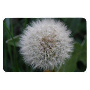 Íman Lingando Magnet Premium de Flor Dandelion