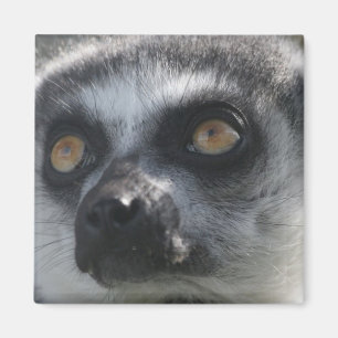 Íman Lingtail Lemur Magnet