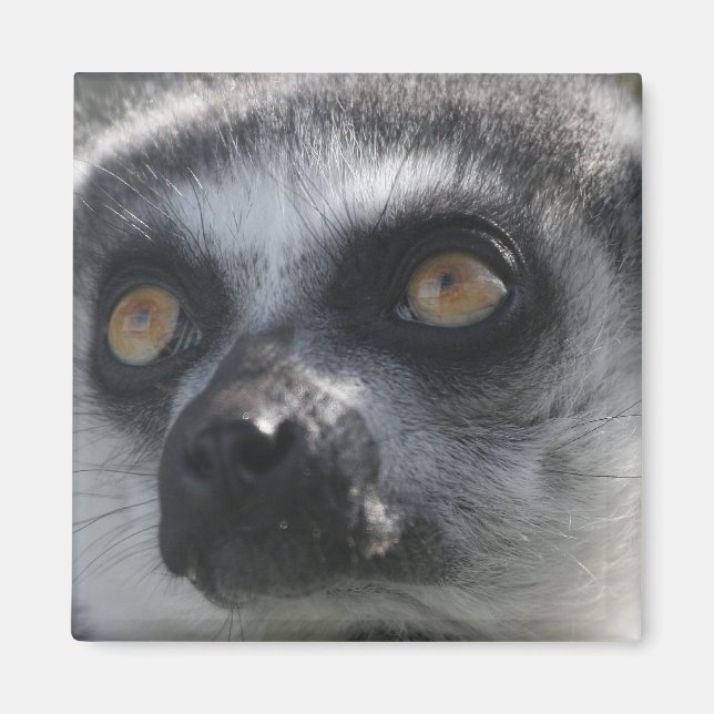 Íman Lingtail Lemur Magnet (Frente)