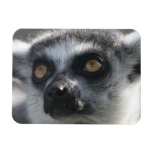 Íman Lingtail Lemur Magnet