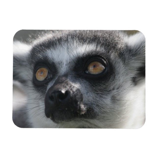 Íman Lingtail Lemur Magnet (Horizontal)