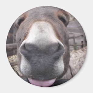 Íman Linha Animal - Arre burriquito