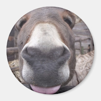 Íman Linha Animal - Arre burriquito