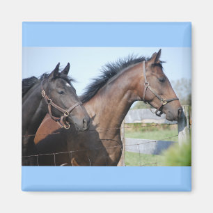 Íman Linha de Acabamento de Corrida de Cavalo