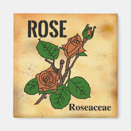 Íman Linha de arte da Rosa Laranja estilo papel envelhe
