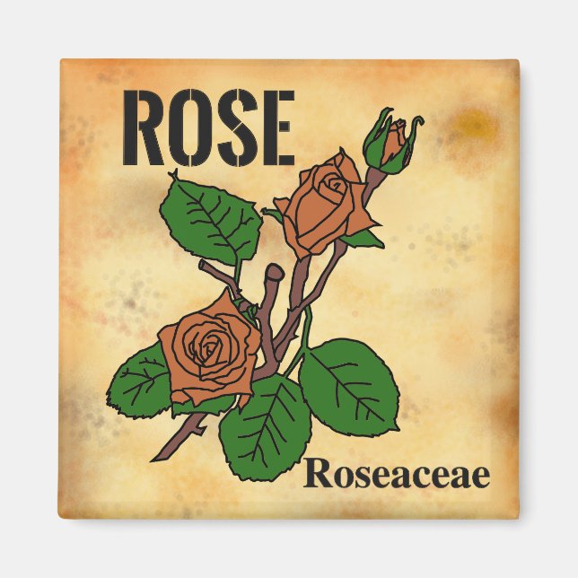 Íman Linha de arte da Rosa Laranja estilo papel envelhe (Frente)