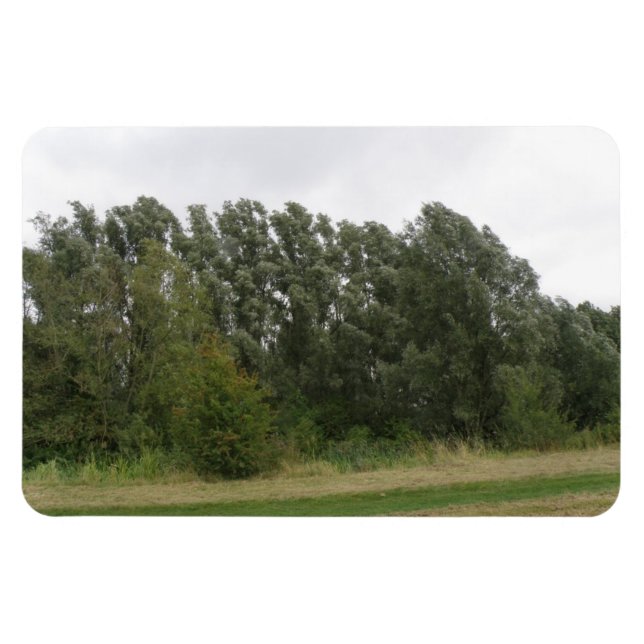 Íman Linha de Árvores Adormecidas Paisagem Premium Magn (Horizontal)