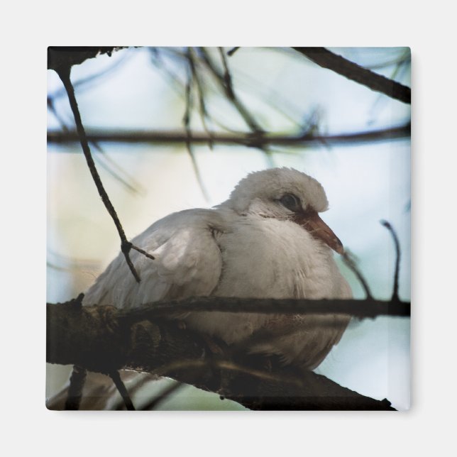 Íman Linha mestre (Frente)