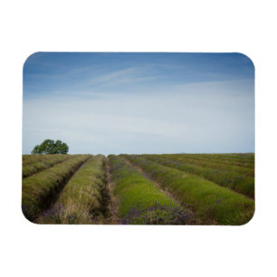 Íman Linhas de lavanda após a colheita de ímã retangula