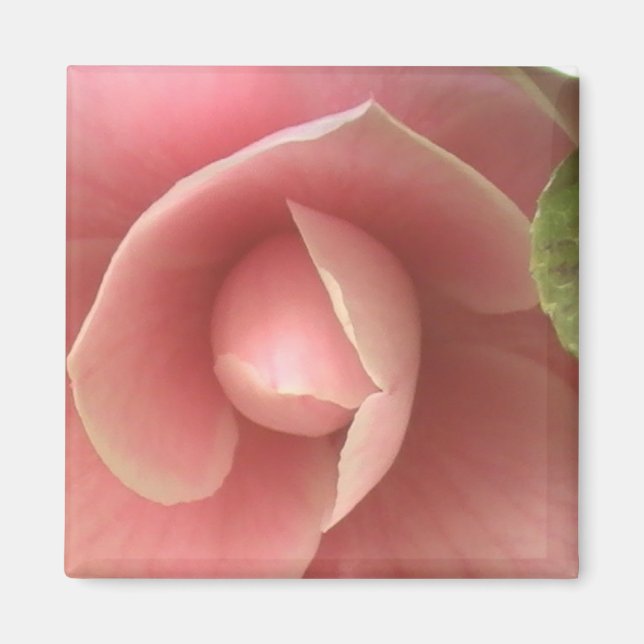 Íman Link Camellia Magnet (Frente)