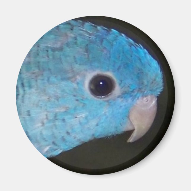 Íman Linnie Parakeet Magnet (Frente)