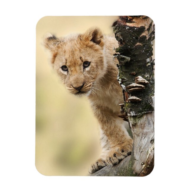 Íman Lion Cub (Vertical)