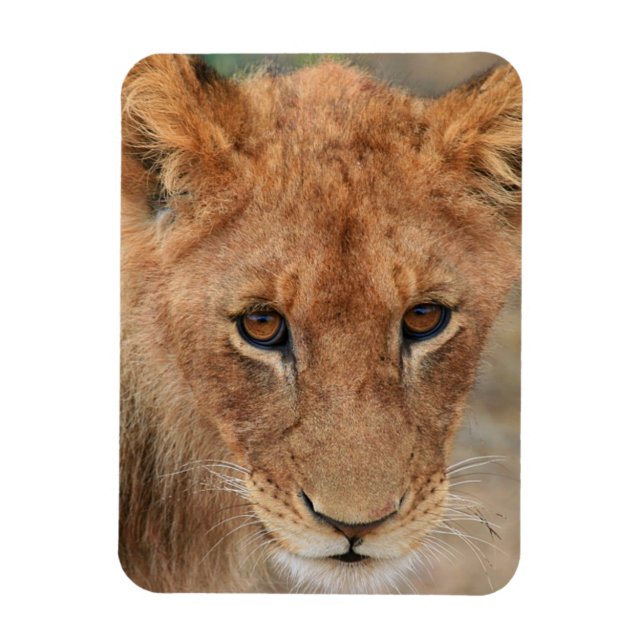 Íman Lion Cub (Vertical)