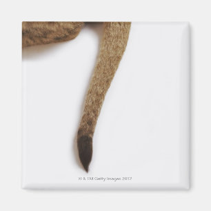 Íman Lion cub (Panthera leo) contra branco