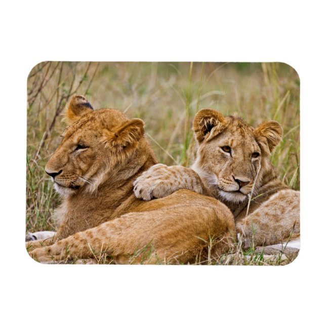 Íman Lion Cubs (Horizontal)