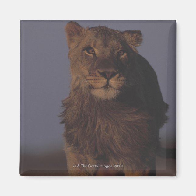 Íman Lion em execução (Frente)