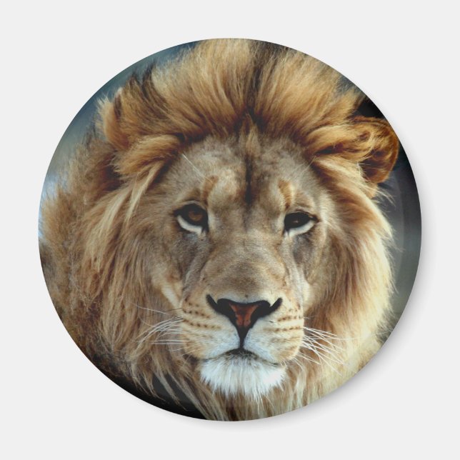 Íman Lion Magnet (Frente)