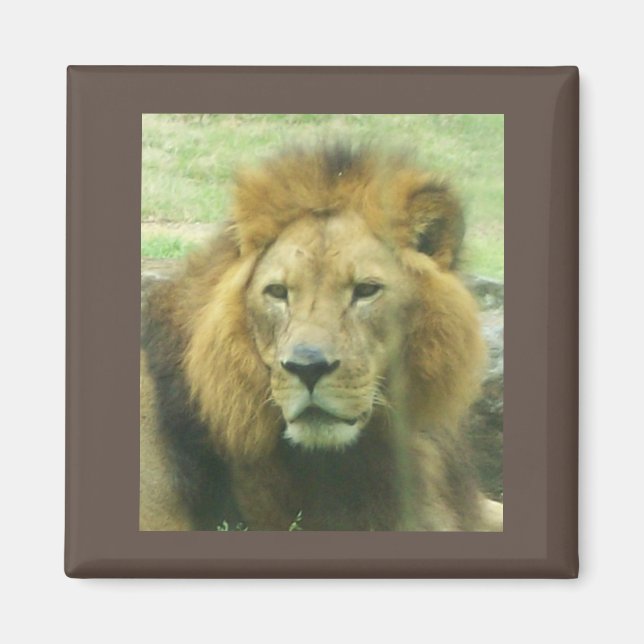 Íman Lion Magnet (Frente)