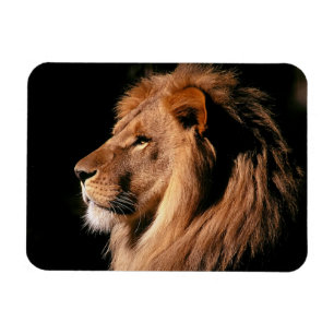 Íman Lion Magnet