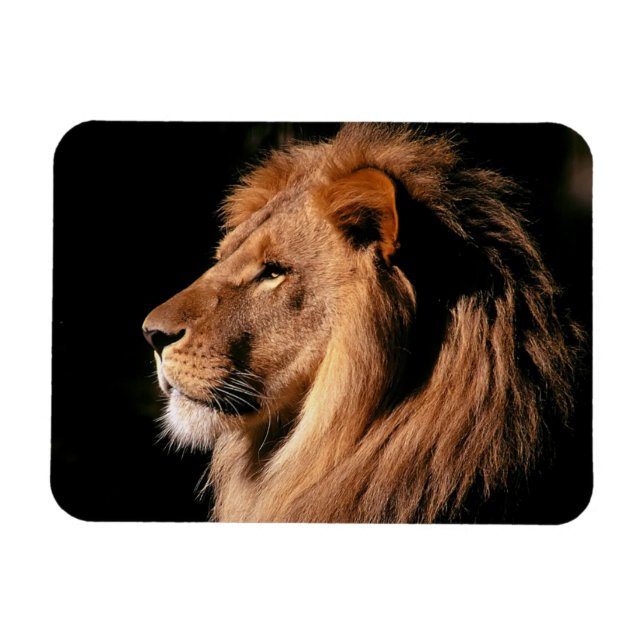 Íman Lion Magnet (Horizontal)