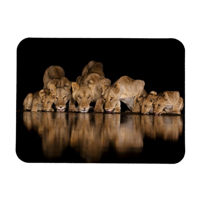 Íman Lion Pride Drinks at the Water Hole at Night (Horizontal)