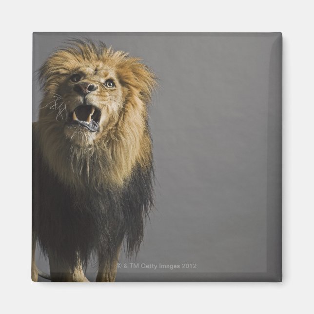 Íman Lion Raring (Frente)