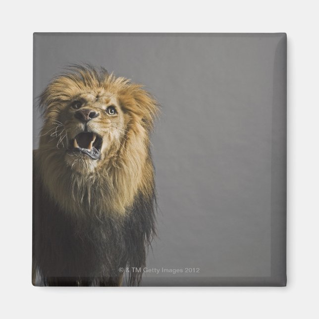 Íman Lion Raring (Frente)