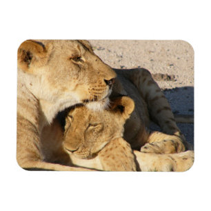Íman Lioness e Cub descendo juntos